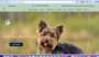 https://www.yorkiepaws.com/  screenshot